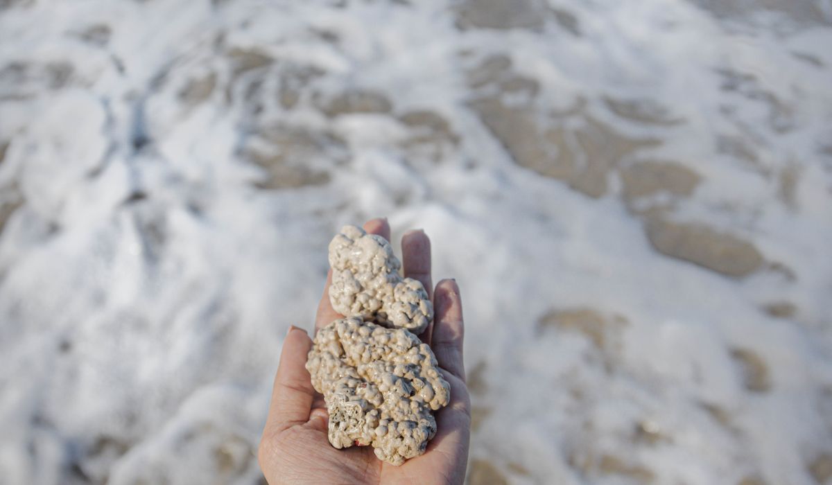 Responsible Rock Pooling with Children